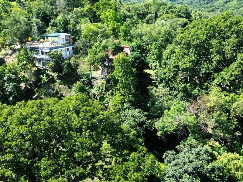 Aerial view of the forested hillside around the house